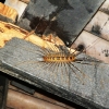 Zdjęcie z Malezji - Scolopendra