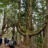 Zdjęcie z Portugalii - Caldeirao Verde