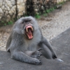 Zdjęcie z Indonezji - Znudzony krol makakow