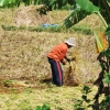 Zdjęcie z Indonezji - Praca na polu ryzowym