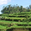Zdjęcie z Indonezji - Tarasy ryzowe