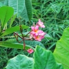 Zdjęcie z Indonezji - Kwiaty frangipani