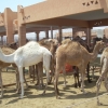 Zdjęcie z Zjednoczonych Emiratów Arabskich - 