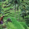 Zdjęcie z Indonezji - Balijski rolnik