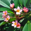 Zdjęcie z Indonezji - Frangipani - zapach 