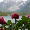 Zdjęcie z Austrii - Hallstatt