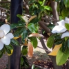 Zdjęcie ze Stanów Zjednoczonych - CHARLESTON