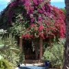 Zdjęcie z Maroka - Jardin Majorelle