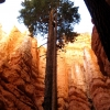 Zdjęcie ze Stanów Zjednoczonych - Bryce Canyon