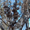 Zdjęcie z Australii - Australijska flora