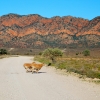 Zdjęcie z Australii - Flindrs Ranges