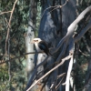Zdjęcie z Australii - Kookaburra - najwiekszy