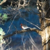 Zdjęcie z Australii - Red-capped robin