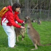 Zdjęcie z Australii - Cleland Wildlife Park