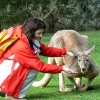 Zdjęcie z Australii - Cleland Wildlife Park