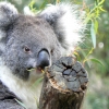 Zdjęcie z Australii - Cleland Wildlife Park