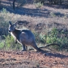 Zdjęcie z Australii - Kangur gatunku wallaroo