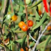 Zdjęcie z Australii - Australijska flora