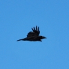 Zdjęcie z Australii - Kruk australian raven