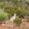 Zdjęcie z Australii - Ciekawski wallaroo