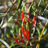 Zdjęcie z Australii - Australijska flora