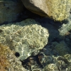 Zdjęcie z Grecji - Wyspa Skiathos i Plaża Ko