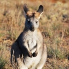 Wallaroo - maly