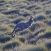 Zdjęcie z Australii - Wallaroo