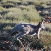 Zdjęcie z Australii - Wallaroo