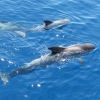 Zdjęcie z Hiszpanii - zobaczyć delfinki 