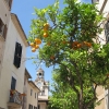 Zdjęcie z Hiszpanii - Alcudia