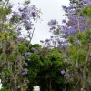Zdjęcie z Hiszpanii - jacarandy