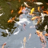 Zdjęcie z Hiszpanii - Loro PARK