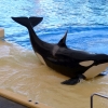 Zdjęcie z Hiszpanii - Orca show