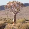 Zdjęcie z Namibii - 