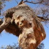 Zdjęcie z Namibii - 
