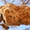 Zdjęcie z Namibii - 