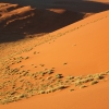 Zdjęcie z Namibii - 