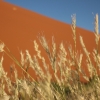Zdjęcie z Namibii - 