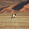 Zdjęcie z Namibii - 