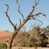 Zdjęcie z Namibii - 