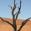 Zdjęcie z Namibii - 