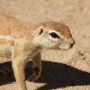 Zdjęcie z Namibii - 