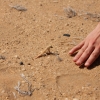 Zdjęcie z Namibii - 