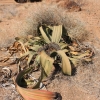 Zdjęcie z Namibii - welwitchia