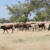 Zdjęcie z Namibii - 