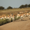 Zdjęcie z Namibii - 