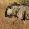 Zdjęcie z Namibii - 