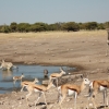 Zdjęcie z Namibii - 