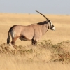 Zdjęcie z Namibii - 